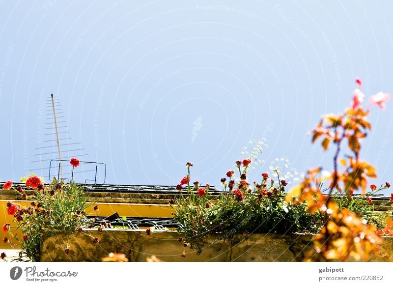 sommer vorm balkon Natur Wolkenloser Himmel Sonne Sommer Schönes Wetter Pflanze Blume Blatt Blüte Grünpflanze Topfpflanze Lissabon Haus Fassade Balkon Antenne