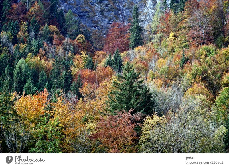 Herbstwald Umwelt Natur Landschaft Baum Sträucher Nutzpflanze Wald ästhetisch authentisch schön braun mehrfarbig gelb grün ruhig Erholung Farbe Frieden Stimmung