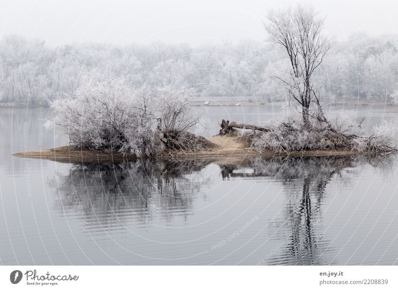 Inselglück Umwelt Natur Landschaft Pflanze Winter Klima Klimawandel Schnee Baum Sträucher Seeufer kalt weiß ruhig Einsamkeit stagnierend Surrealismus Symmetrie