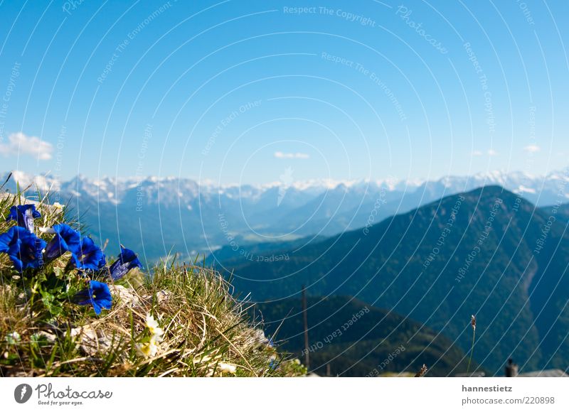 Bergidyll Ferne Freiheit Berge u. Gebirge Natur Landschaft Pflanze Frühling Sommer Blume Gras Alpen Gipfel blau Bayern Enziangewächse Oberbayern Farbfoto