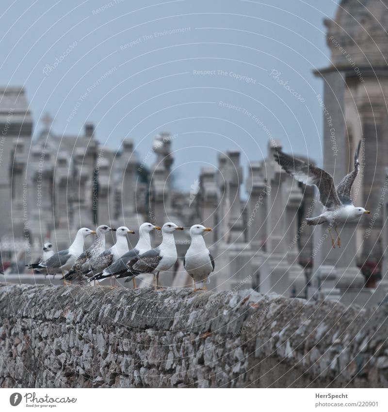Aasgeier? Vogel Möwe Möwenvögel Tiergruppe Schwarm grau weiß Friedhof Steinmauer Grabstein warten Zusammensein fliegen aufgereiht Christliches Kreuz Farbfoto