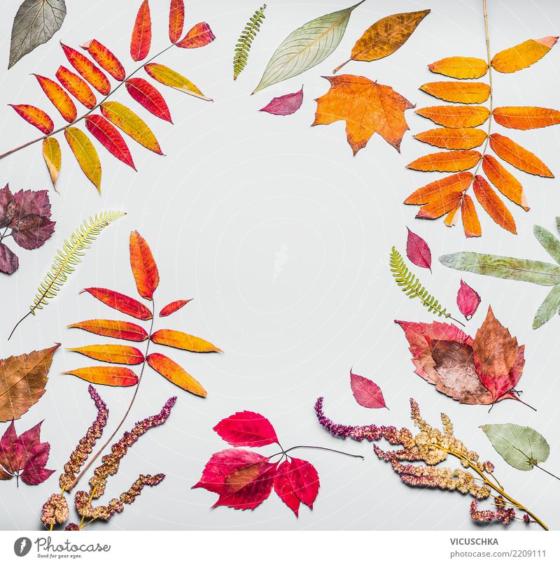 Herbst Rahmen aus verschiedenen bunten getrockneten Herbstlaub Stil Design Dekoration & Verzierung Natur Pflanze Blatt Hintergrundbild Herbarium herbstlich