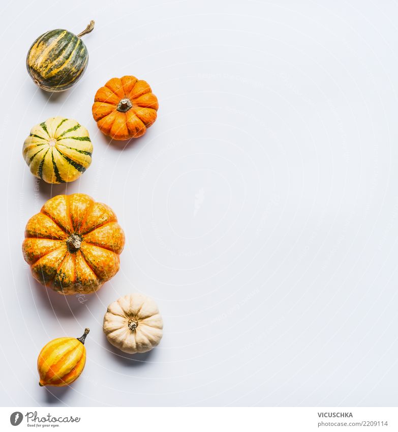 Herbst Hintergund mit Kürbisse Gemüse Stil Design Gesunde Ernährung Erntedankfest Halloween Natur Hintergrundbild Composing Symbole & Metaphern Auswahl