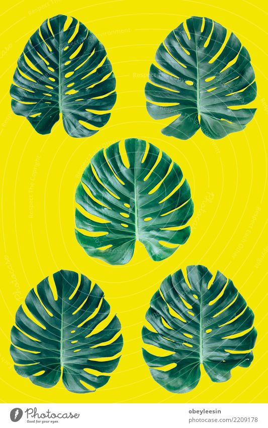 Kreatives Layout aus grünen Blättern. Flach legen. Natur-Konzept Sommer Garten Tisch Kunst Pflanze Baum Blatt Wald Fluggerät Mode Wachstum frisch hell trendy