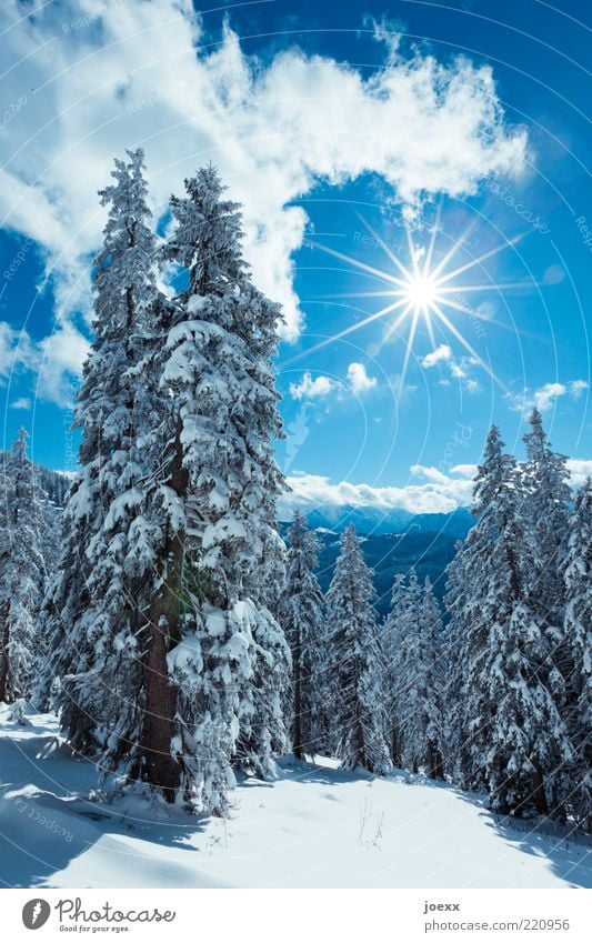 Bald Winter Schnee Berge u. Gebirge Natur Landschaft Himmel Wolken Sonne Sonnenlicht Schönes Wetter Baum Wald Alpen hoch kalt blau weiß rein ruhig
