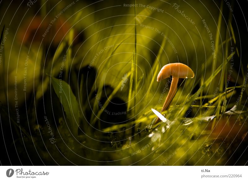 Sonnenhütchen Umwelt Natur Herbst Schönes Wetter Pflanze Gras Pilz Pilzhut Wiese Wachstum hell klein natürlich grün Farbfoto Außenaufnahme Makroaufnahme