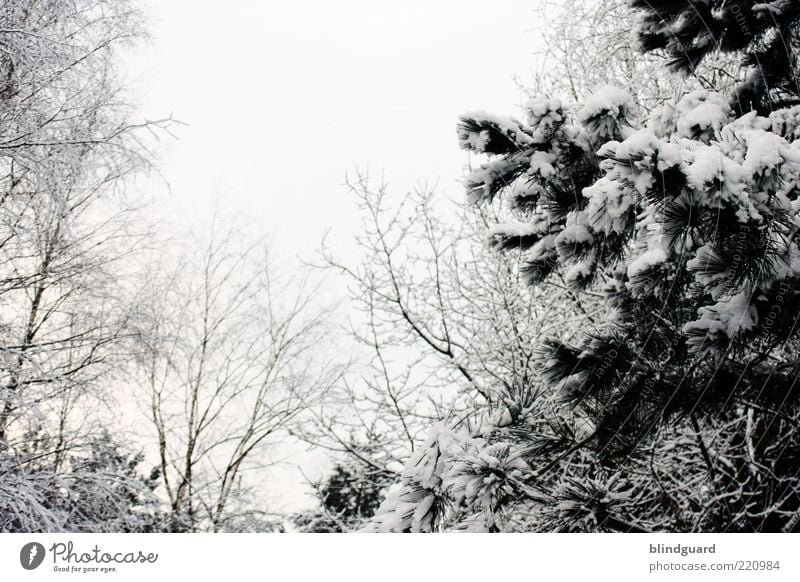 White Christmas 2010? Winter Schnee Natur Pflanze Himmel Wolkenloser Himmel Baum Wald Holz kalt schön trist schwarz weiß Farbfoto Menschenleer Tag Kontrast