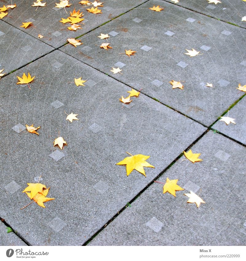 gefallene Sterne Herbst Blatt Platz Ahornblatt Steinplatten Herbstlaub herbstlich Farbfoto Außenaufnahme Muster Menschenleer Herbstfärbung Stern (Symbol) gelb