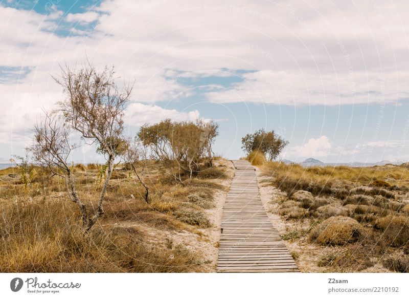 Düne in Kos Meer Umwelt Natur Landschaft Himmel Wolken Sommer Schönes Wetter Küste Insel blau grün ruhig Erholung Farbe Freizeit & Hobby Idylle Umweltschutz