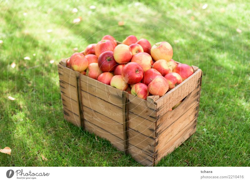 rote Äpfel Frucht Apfel Saft Sommer Garten Natur Herbst Container Wachstum frisch hell lecker natürlich saftig grün weiß Farbe Obstgarten Lebensmittel Korb