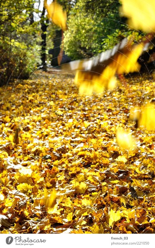 Die Blätter fallen Umwelt Natur Pflanze Herbst Schönes Wetter Wind Baum Blatt Wald leuchten gelb grün hell Wege & Pfade geradeaus herbstlich Oktober schön