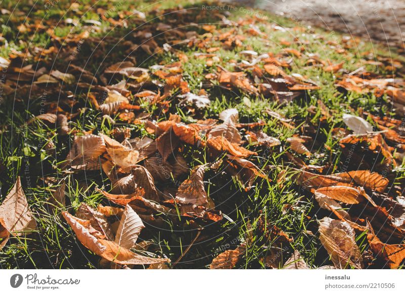 Tief im Herbst schön Natur Landschaft Freude Business Liebe Trockene Blätter Sonne Lichterscheinung Oktober November Farbfoto Menschenleer Morgen Tag Schatten