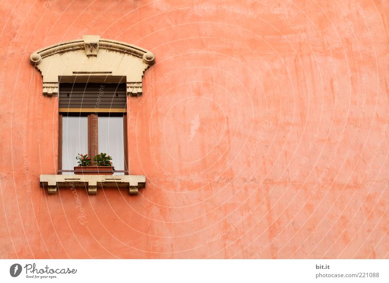 Julia, lass dein Haar herunter... Pflanze Mauer Wand Fassade Fenster Stein alt historisch retro rosa einzigartig Farbe Ferien & Urlaub & Reisen Venedig Blume