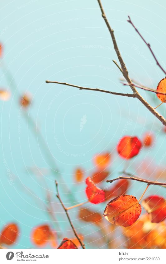 flammender Herbst... IV Umwelt Natur Pflanze Luft Wolkenloser Himmel Schönes Wetter Baum Blatt trocken blau Vergänglichkeit Wandel & Veränderung Herbstlaub