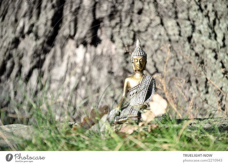 Goldener Buddha am Fuß einer Eiche meditierend Lifestyle Glück Gesundheit Gesundheitswesen Alternativmedizin Wellness harmonisch Wohlgefühl Erholung ruhig