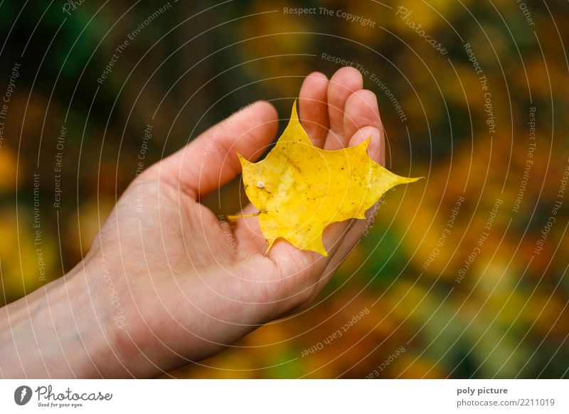 Gelbes Ahornblatt liegt in der Hand eines Mädchens Mensch feminin Junge Frau Jugendliche Erwachsene 1 8-13 Jahre Kind Kindheit 13-18 Jahre Umwelt Natur Pflanze