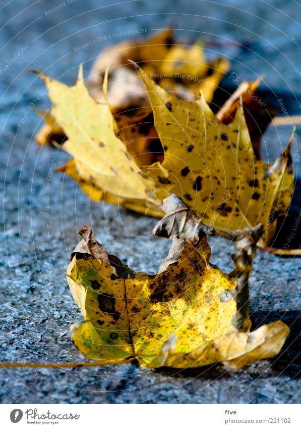 reihenweise Natur Herbst Pflanze Blatt alt liegen herbstlich Herbstlaub Boden Farbfoto Außenaufnahme Detailaufnahme Tag Licht Sonnenlicht Unschärfe