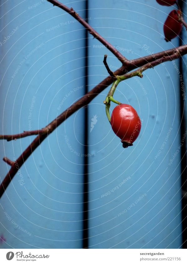 feines freches früchtchen. Hagebutten Pflanze Herbst Nutzpflanze Wachstum glänzend blau rot ästhetisch ruhig Frucht rund Farbfoto Außenaufnahme Nahaufnahme