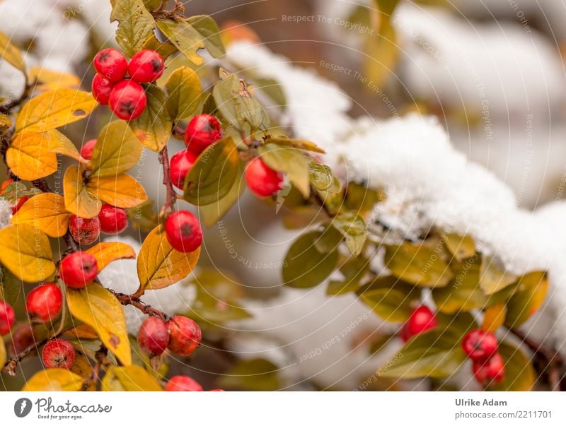 Rote Beeren der Zwergmispel im Schnee Natur Pflanze Herbst Winter Eis Frost Sträucher Blatt Cotoneaster horizontalis Beerensträucher Garten Park glänzend
