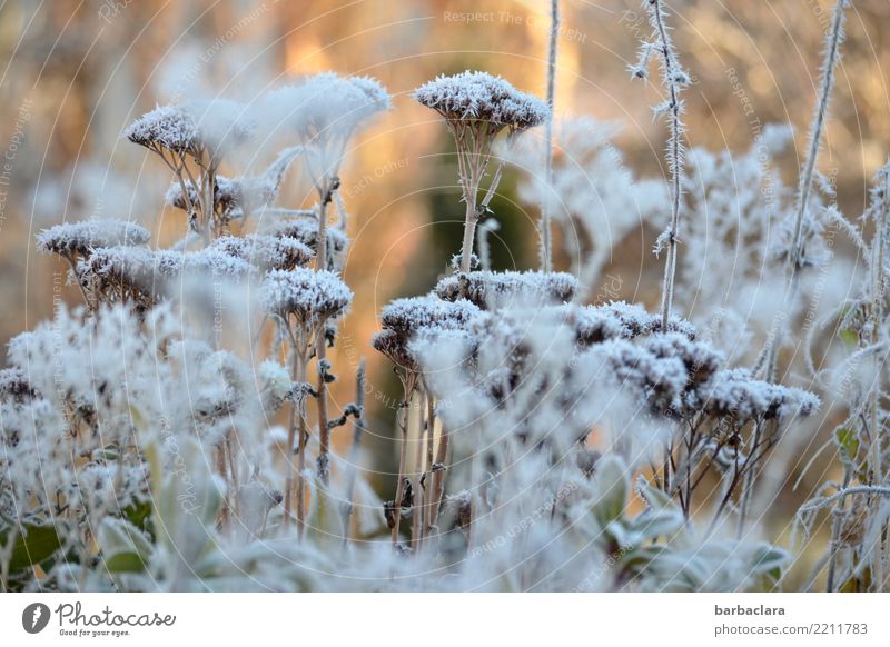 Väterchen Frost war da Natur Pflanze Sonne Winter Eis Schnee Sträucher Garten kalt Stimmung Klima Umwelt Farbfoto Gedeckte Farben Außenaufnahme abstrakt Muster