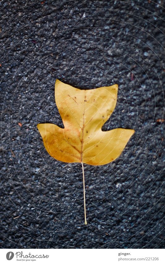 Blattgold Natur Herbst grau Asphalt schön gefallen liegen Bodenbelag Tulpenbaumblatt Zacken Blattadern Teer Menschenleer Stengel Herbstlaub Farbfoto