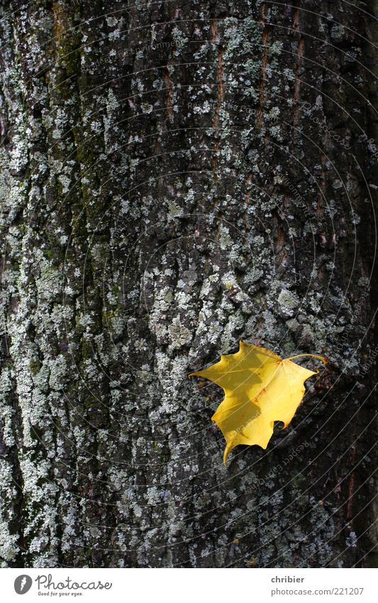 Goldblatt Natur Pflanze Herbst Baum Blatt Herbstlaub Herbstfärbung herbstlich Herbstbeginn alt hängen verblüht dehydrieren gold Nahaufnahme Kontrast Baumstamm