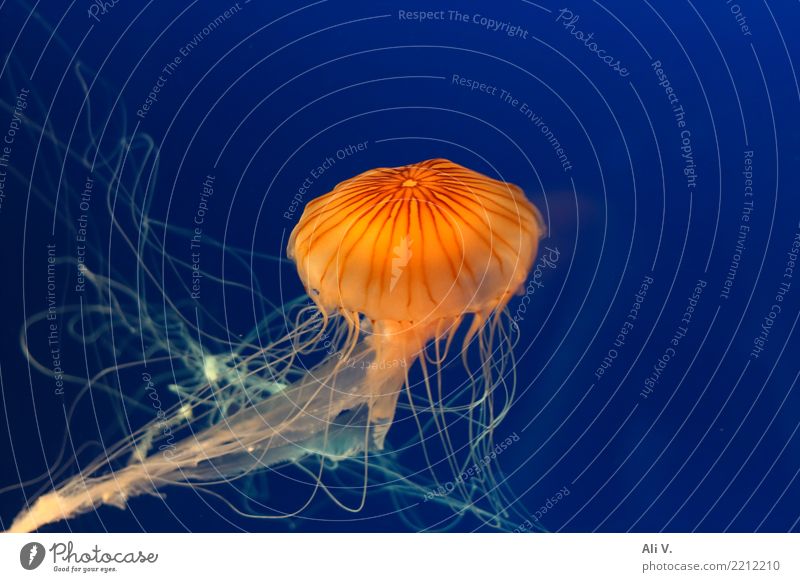 Medusa 4 Wasser Qualle Aquarium 1 Tier Schwimmen & Baden tauchen blau orange schwarz Farbfoto Innenaufnahme Menschenleer Nacht Kunstlicht Licht Tierporträt
