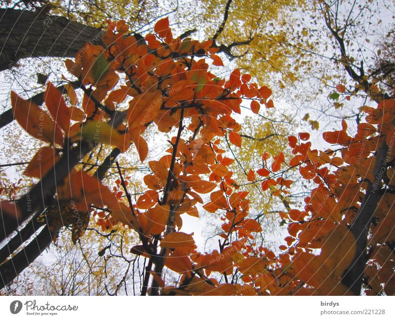Indian Summer Natur Pflanze Himmel Herbst Wildpflanze Wald ästhetisch frisch schön mehrfarbig Stimmung Duft Farbe Frieden Vergänglichkeit Herbstfärbung