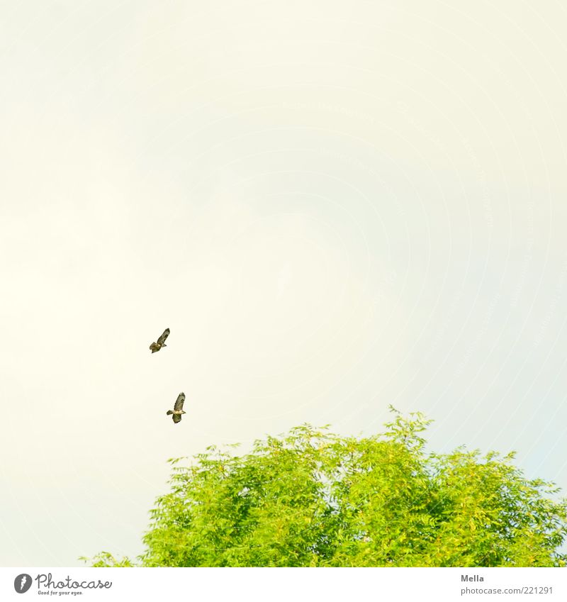 Zu zweit Umwelt Natur Pflanze Tier Luft Himmel Baum Baumkrone Wildtier Vogel Bussard Mäusebussard Greifvogel 2 Tierpaar fliegen frei Zusammensein natürlich grün