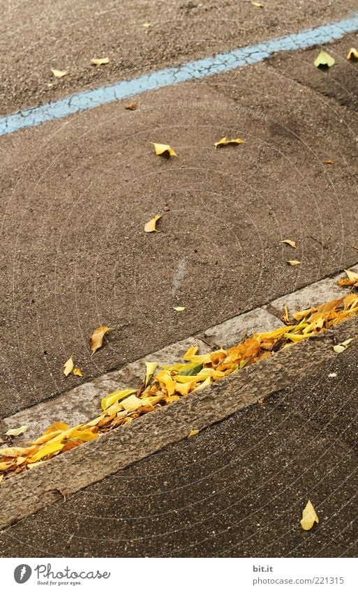 Streifen Straße Wege & Pfade Stein Linie einfach trocken unten braun gelb grau Perspektive Wandel & Veränderung Herbst Herbstlaub herbstlich Asphalt Blatt