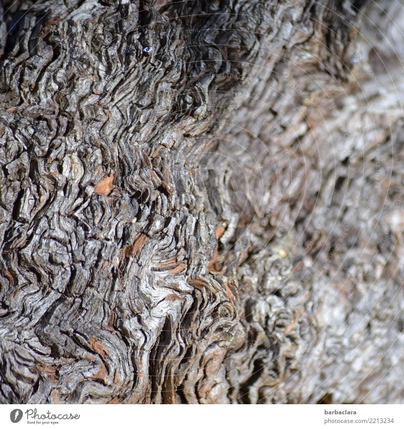 schwungvoll(e) | Wellenlinien Pflanze Baum Baumwurzel Linie Spuren alt grau bizarr Natur Umwelt Vergänglichkeit Wandel & Veränderung Zerstörung Gedeckte Farben