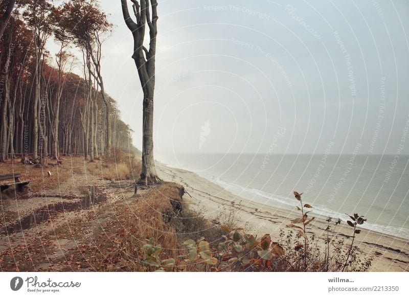 Küstenwald an der Ostsee, Nienhagen Meer Gespensterwald Küstenstreifen Sandstrand Herbst natürlich Textfreiraum rechts Strand Landschaft Naturschutzgebiet