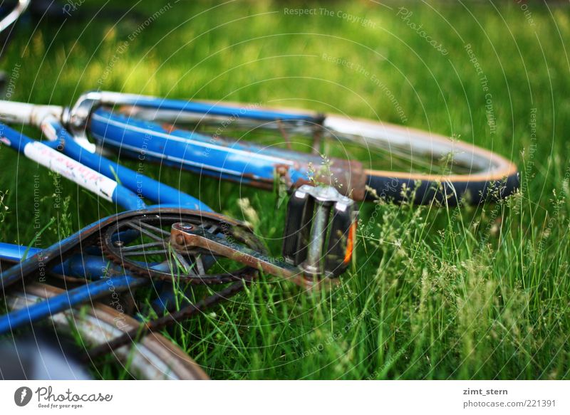 Blaues Rad im Grün Sommer Gras Fahrrad alt blau grün Gelassenheit Farbfoto Außenaufnahme Menschenleer Textfreiraum rechts Textfreiraum oben Tag Wiese liegen