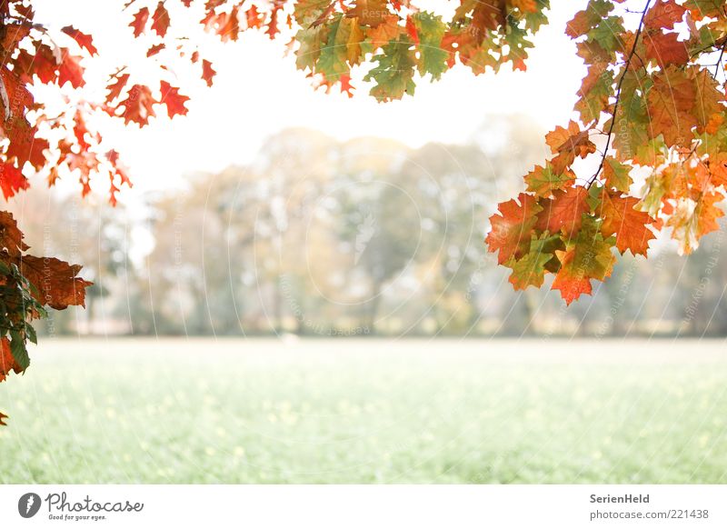 Herbstwald Rahmen Natur Landschaft Pflanze Nebel Baum Blatt Rapsfeld Buchenblatt Laubbaum Feld Waldrand Menschenleer entdecken Erholung kalt ruhig Herbstfärbung