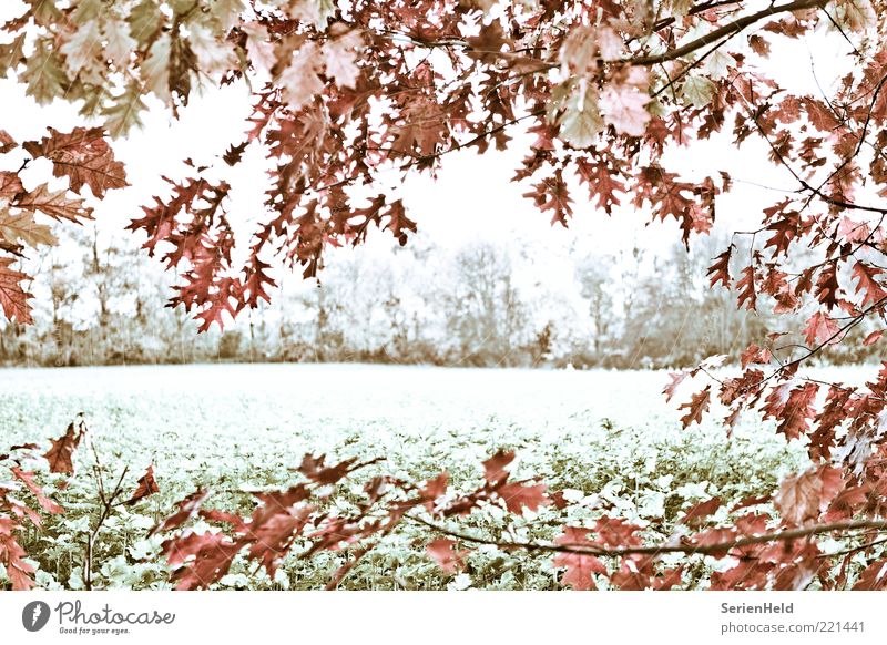 Kalter Herbsttag Rahmen Natur Landschaft Pflanze Baum Blatt Feld Wald Waldrand Menschenleer frieren kalt ruhig Vergänglichkeit Einsamkeit Idylle Leben