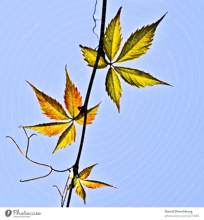 Family Leaf Natur Pflanze Wolkenloser Himmel Herbst Schönes Wetter Blatt Grünpflanze blau Ast herbstlich Hanf filigran 3 Verschiedenheit Farbfoto Außenaufnahme