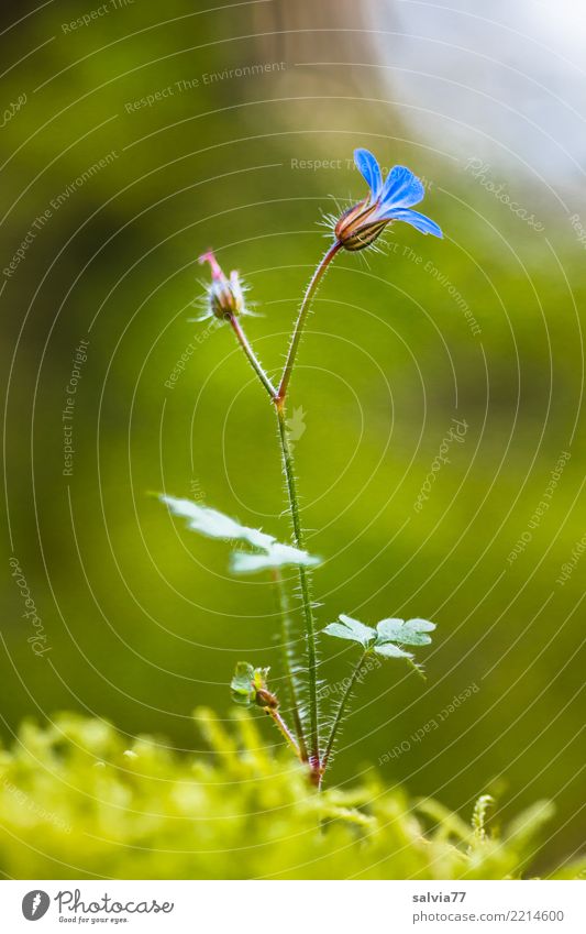 Blümelein zart und fein Umwelt Natur Pflanze Sommer Blume Moos Blüte Wald Blühend Wachstum ästhetisch weich blau grün Duft Einsamkeit Glück Hoffnung einzigartig