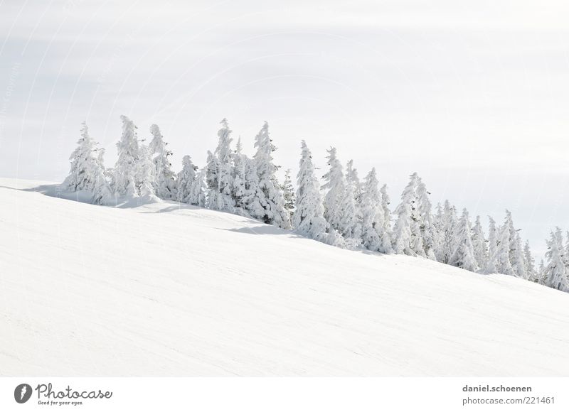 viele Weihnachtsbäume Winter Schnee Berge u. Gebirge Schönes Wetter Eis Frost Hügel hell weiß Tanne Schwarzwald Feldberg Gedeckte Farben Textfreiraum oben