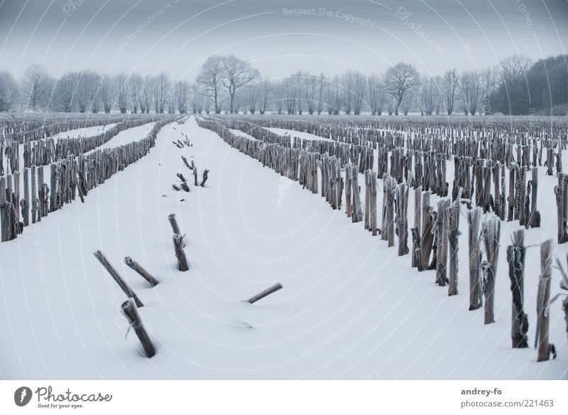 Winterfeld Schnee Natur Landschaft Himmel Gewitterwolken Horizont schlechtes Wetter Unwetter dunkel kalt grün weiß Gefühle Schneelandschaft Feld Jahreszeiten