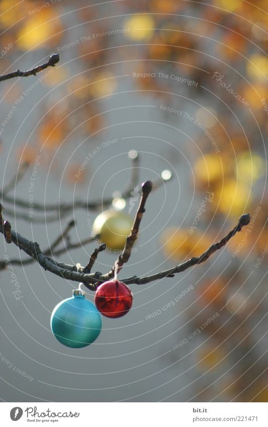 Balls & Dots Winter glänzend mehrfarbig gelb Weihnachten & Advent Weihnachtsdekoration Christbaumkugel Glitter Herbst Herbstlaub herbstlich Herbstfärbung Kugel