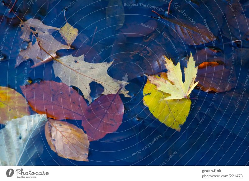 oberflächliche Herbstbetrachtung Natur Pflanze Wasser Blatt Teich Menschenleer Sammlung ästhetisch nah natürlich blau braun mehrfarbig gelb unbeständig
