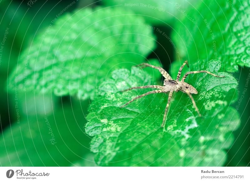 Kinderzimmer Netzspinne sitzend auf grünem Blatt im Garten Umwelt Natur Pflanze Tier Sommer Sträucher Grünpflanze Wildtier Spinne 1 beobachten entdecken