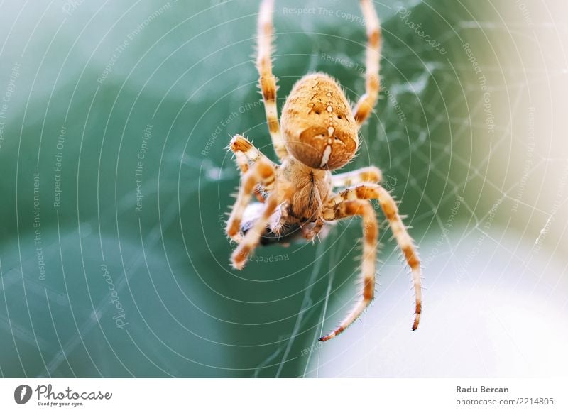 Europäische Kreuzspinne (Araneus Diadematus) über webfressende Beute Umwelt Natur Tier Sommer Schönes Wetter Garten Wildtier Spinne Tiergesicht 1 Essen Fressen