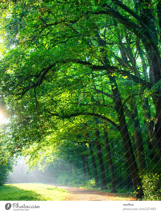 waldi Natur Sonnenlicht Schönes Wetter Park Wald grün Romantik Spaziergang hell HDR Farbfoto Außenaufnahme Gegenlicht Sonnenstrahlen Blatt Wege & Pfade