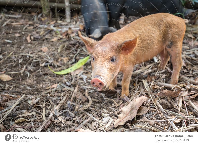 Schwein Tier Nutztier 1 braun schwarz schön Ferkel Lebewesen Nasenloch Ohr Neugier niedlich Borsten Holz Farbfoto Außenaufnahme Menschenleer Textfreiraum unten