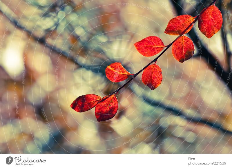 rote blätter Natur Pflanze Herbst Sträucher Blatt Grünpflanze Stimmung Ast Farbfoto Außenaufnahme Nahaufnahme Detailaufnahme Licht Sonnenlicht Unschärfe
