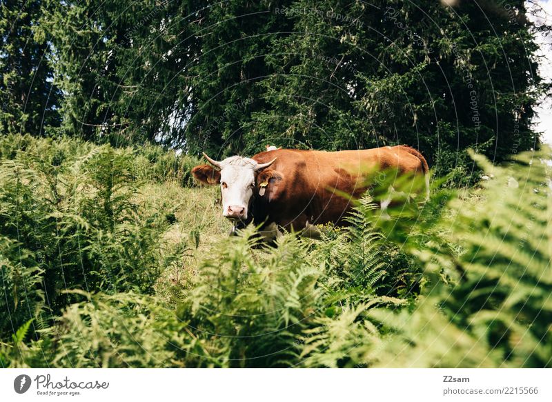Kuh in den bayerischen Alpen wandern Umwelt Natur Landschaft Sommer Schönes Wetter Gras Sträucher Wald Berge u. Gebirge Nutztier Blick bedrohlich groß