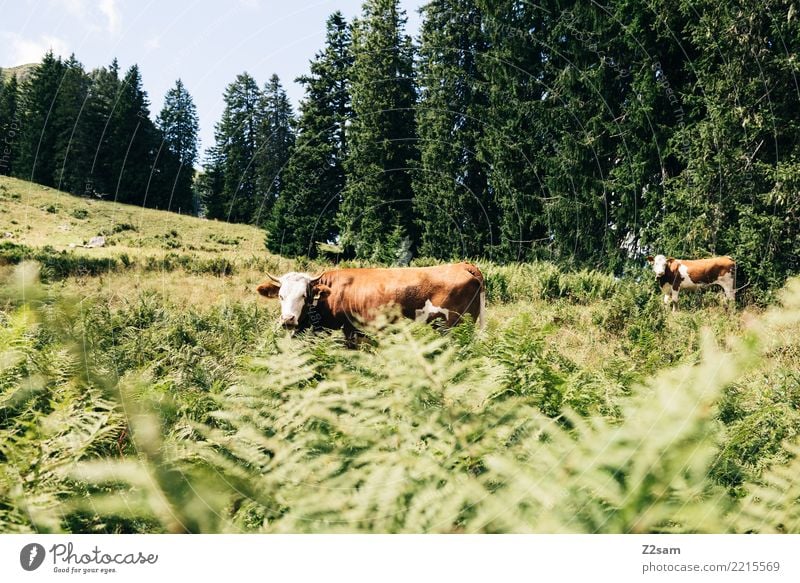 Kühe auf dem oberbayerischen Spitzingberg Berge u. Gebirge Natur Landschaft Sommer Sträucher Wald Alpen Nutztier Kuh 2 Tier Blick stehen Zusammensein natürlich