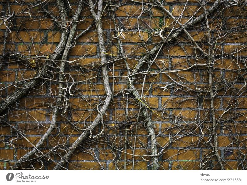 Winterschlaf Umwelt Natur Pflanze Herbst Sträucher Mauer Wand Stein Holz festhalten Wachstum kalt braun gelb chaotisch Wein laublos durcheinander Ranke