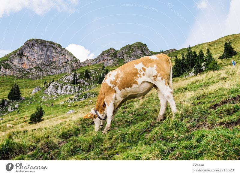 MUHHH!!! Berge u. Gebirge wandern Umwelt Natur Landschaft Himmel Sommer Schönes Wetter Wiese Alpen Kuh Fressen stehen Glück nachhaltig natürlich braun grün